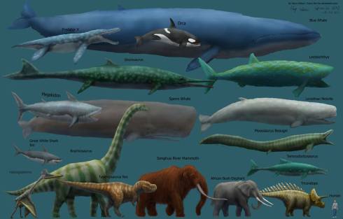 Blue Whale - May Be the Largest Mammal to Ever Have Lived